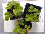 Biologische bosaardbei in potje 2,50 per stuk OPHALEN, Tuin en Terras, Planten | Tuinplanten, Ophalen, Zomer, Groenteplanten, Volle zon