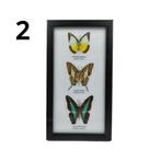Lijst met 3 vlinders 25x14, Ophalen of Verzenden, Nieuw, Insect, Opgezet dier