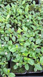 actie cotoniaster dammeri €0.90 groenblijvende bodembedekker, Tuin en Terras, Planten | Struiken en Hagen, Ophalen, Overige soorten