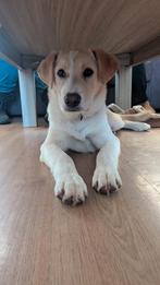 Lieve Pajak, Particulier, 15 weken tot 1 jaar, Buitenland, Parvo