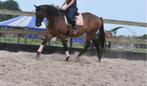Super super brave, lieve rijpaardruin, Dieren en Toebehoren, Paarden, Gechipt, Ruin, 170 tot 175 cm, L