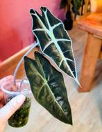 Alocasia Polly (Skeleton shield), Huis en Inrichting, Kamerplanten, Ophalen of Verzenden, Halfschaduw, Minder dan 100 cm
