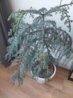 Araucaria Cunninghamii Bonsaiboompje, Ophalen, Overige soorten, Minder dan 100 cm