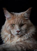 Maine coon dekkater, 0 tot 2 jaar