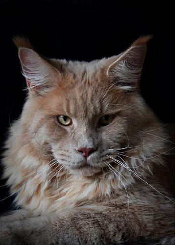 Maine coon dekkater beschikbaar voor biedingen