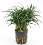 Ophiopogon Japonica Pussilus aquariumplanten, Dieren en Toebehoren, Vissen | Aquaria en Toebehoren, Ophalen of Verzenden, Nieuw