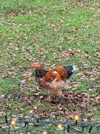 Brahma haan porselein, Dieren en Toebehoren, Pluimvee, Mannelijk, Kip