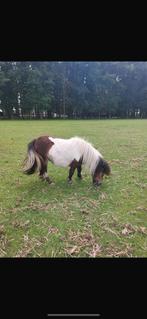 Shetlander merrie, Dieren en Toebehoren, Merrie, Minder dan 160 cm, Gechipt, Onbeleerd