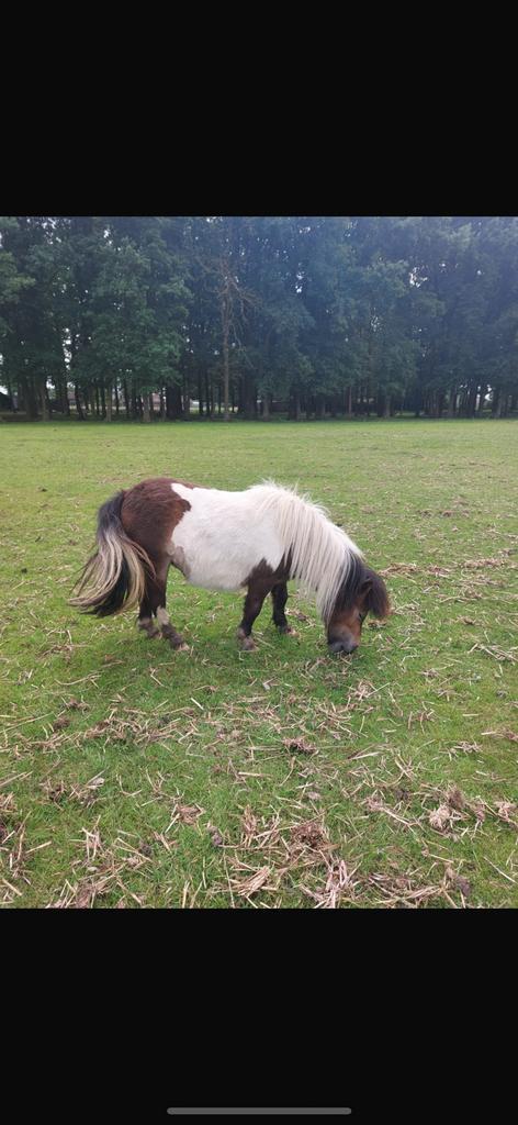 Shetlander merrie, Dieren en Toebehoren, Paarden, Merrie, Onbeleerd, Minder dan 160 cm, 11 jaar of ouder, Recreatiepaard, Gechipt