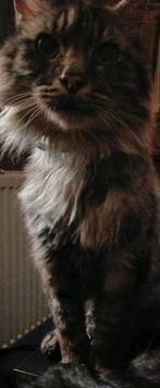 Maincoone kater zoekt nieuw koninkrijk, Dieren en Toebehoren, Kater