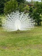 Te koop witte man pauw, Dieren en Toebehoren, Pluimvee, Mannelijk