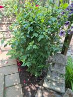 Hortensia  hibiscus gratis, Tuin en Terras, Planten | Tuinplanten, Ophalen, Zomer, Overige soorten, Halfschaduw