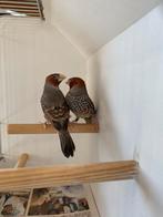 Roodkop amadine’s, Dieren en Toebehoren, Vogels | Overige Vogels, Meerdere dieren, Tropenvogel, Geringd