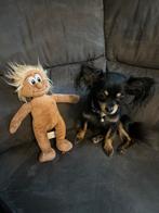 Chihuahua Te Koop, Dieren en Toebehoren, Katten en Kittens | Overige Katten, Geslacht onbekend, Langharig, 0 tot 2 jaar