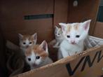 Super leuke kittens, Dieren en Toebehoren, Katten en Kittens | Overige Katten, Meerdere dieren