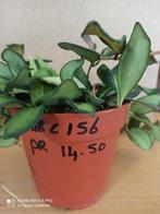 Hoya sp aff burtoniae variegata pm 12 nummer C156 reclame, Overige soorten, Minder dan 100 cm, Ophalen of Verzenden, Halfschaduw