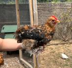 2 haantjes, hanen, Dieren en Toebehoren, Mannelijk, Kip