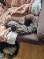 3 prachtige Perzische kitten katertjes zie foto's, Dieren en Toebehoren, Katten en Kittens | Overige Katten, Kater, Langharig