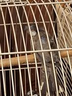 Roodoor buulbuul pop, Dieren en Toebehoren, Vogels | Overige Vogels, Vrouwelijk, Tropenvogel