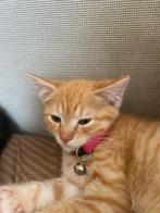 2 mooi poesje, Dieren en Toebehoren, Poes