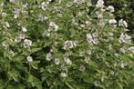 Echte heemst plantjes te koop, Tuin en Terras, Planten | Tuinplanten, Ophalen, Zomer, Overige soorten, Volle zon