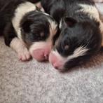 Sheltie Shetland Sheepdog, Dieren en Toebehoren, Particulier, Rabiës (hondsdolheid), 8 tot 15 weken, Buitenland