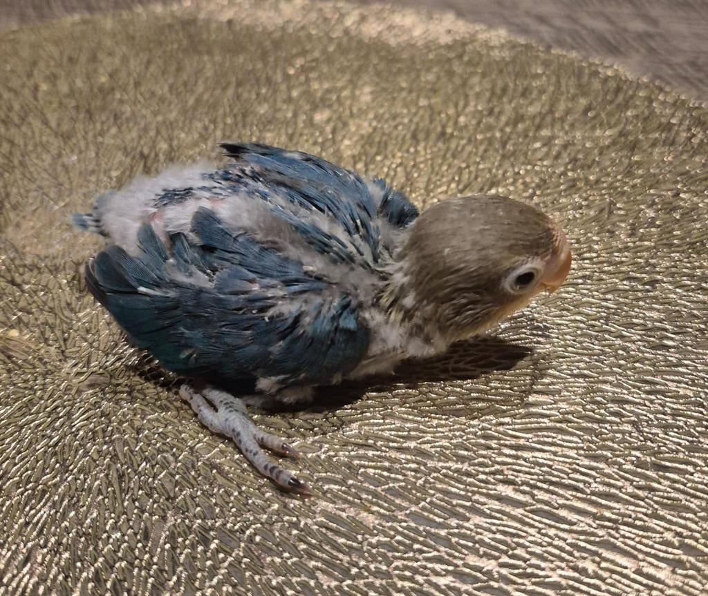 Jonge agapornis fisherie. Voor tam, Geslacht onbekend, Dwergpapegaai of Agapornis, Tam