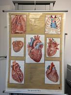 Hart. Das gesunde Herz 1954 Koln / Stuttgart, Antiek en Kunst, Ophalen, Natuur en Biologie