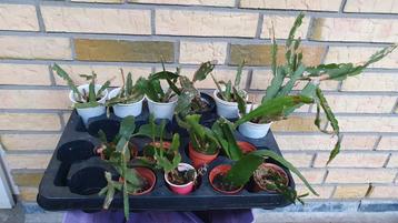 blad cactus epiphyllum / rhipsalis verschillende  beschikbaar voor biedingen