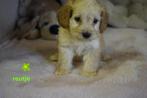 Medium kruising tibetaanse terrier - labradoodle pups., Nederland, Overige rassen, 8 tot 15 weken, CDV (hondenziekte)