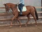 Topbrave 9 jr allrounder1,68(recreatie-manege- sport), Ruin, 7 tot 10 jaar, Met stamboom, B