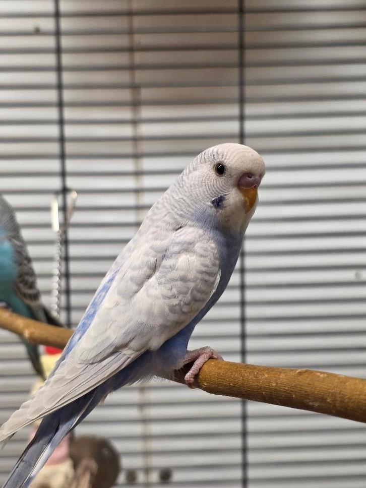 Jonge Baby Grasparkieten | Div. Kleuren | Handtam, Dieren en Toebehoren, Vogels | Parkieten en Papegaaien, Parkiet, Meerdere dieren