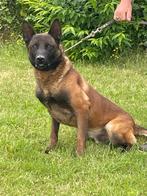 Mechelse herder reu bewakingshond zeer mooie hond super bijt, Dieren en Toebehoren, Rabiës (hondsdolheid), Reu, Meerdere, 3 tot 5 jaar