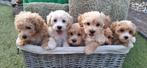 Lieve Maltipoo Pups, Nederland, Overige rassen, CDV (hondenziekte), 8 tot 15 weken