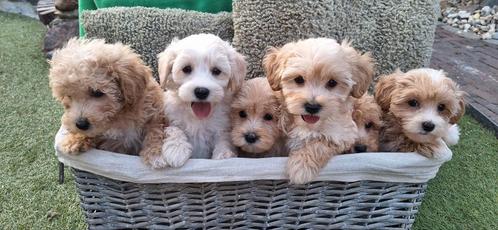 Lieve Maltipoo Pups, Dieren en Toebehoren, Honden | Chihuahua's en Gezelschapshonden, Meerdere dieren, Overige rassen, Fokker | Professioneel