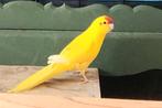Kakariki man van 5 jaar zoekt nw huisje, Dieren en Toebehoren, Vogels | Parkieten en Papegaaien, Mannelijk, Parkiet