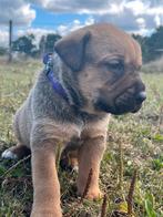RotweilerXBoerboel puppy's, zeer sociale honden, Dieren en Toebehoren, 8 tot 15 weken, Groot, Meerdere, Meerdere dieren