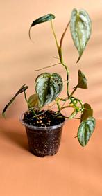 Philodendron Brandtianum – babyplant , Huis en Inrichting, Kamerplanten, Ophalen of Verzenden