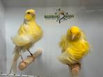 Noord hollandse frise kanaries, Dieren en Toebehoren, Meerdere dieren, Postuurkanarie