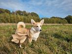 welsh corgi pembroke met FCI stamboom, Dieren en Toebehoren, Honden | Herdershonden en Veedrijvers, Particulier, Rabiës (hondsdolheid)