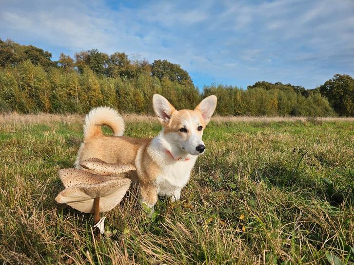 welsh corgi pembroke met FCI stamboom, Dieren en Toebehoren, Honden | Herdershonden en Veedrijvers, Teef, Herder, Particulier