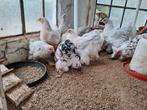 Prachtige halfvolwassen brahma groot isabel, Dieren en Toebehoren, Pluimvee, Meerdere dieren, Kip