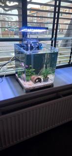Aquarium kompleet met 1 betta halfmoon 2 vissen