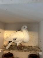Doffer, Dieren en Toebehoren, Vogels | Duiven, Mannelijk, Kropper