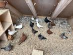 Kleur postduiven, sierduiven,, Dieren en Toebehoren, Vogels | Duiven, Meerdere dieren, Postduif