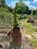 Kruisbessen struik in oude melkbus, Tuin en Terras, Planten | Fruitbomen, Ophalen of Verzenden