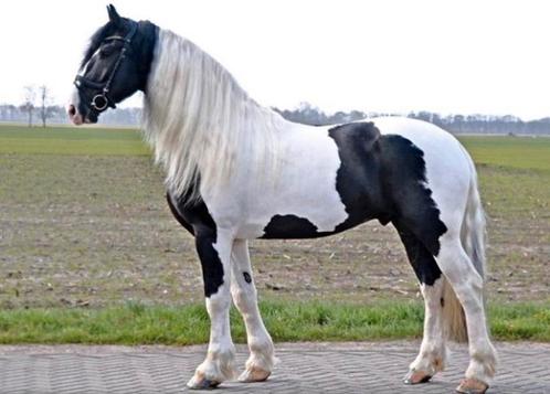 Ter dekking Hugo!, Dieren en Toebehoren, Paarden en Pony's | Dekhengsten en Fokmerries, Hengst