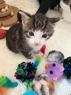 Kitten, Dieren en Toebehoren, Katten en Kittens | Overige Katten, Kater