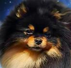 Volwassen reutje pomeriaan pomeranian dwergkees, Dieren en Toebehoren, Honden | Poolhonden, Keeshonden en Oertypen, Particulier