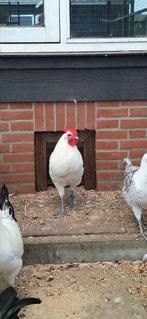 Groninger meeuw haan Zilverpel, Dieren en Toebehoren, Pluimvee, Meerdere dieren, Kip